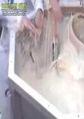 Giant Food Project #2 - Pudding