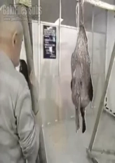 Urgent Plan - Men's Cooking #2 - Anglerfish