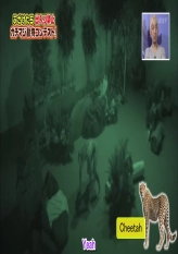 Animal Acting Contest