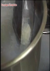 Knight Scoop - New Giant Clam Discovery