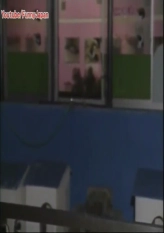 Will a Dolphin Really save a Drowning Person