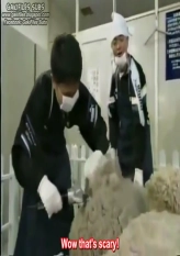 Sheep Shearing Challenge